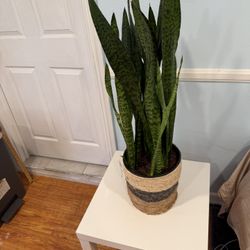 Snake plant 