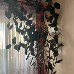 Live Plant,  12 Years Old 