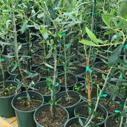 Olives Tree 3gallon Grafted Lucas Fruit 