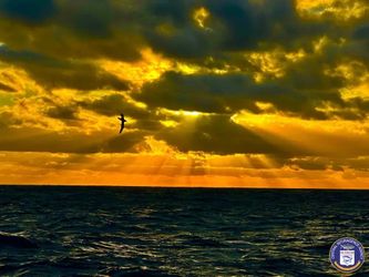 Looking to BUY A BOAT ?  Need a PROFESSIONAL    2nd Set of EYES TO LOOK AT IT.  CALL CAPT JOE