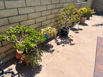 7 Potted Trees/Plants with pots all $150