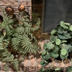 Plastic And Hanging Fern Plant $15 Ea 