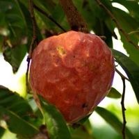 Red Custard Apple Tree (SanPablo)