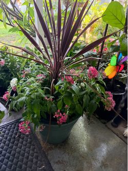 Plant sale today in front yard