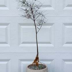 Brachychiton Rupestris/ Bottle Tree (Planter Included)