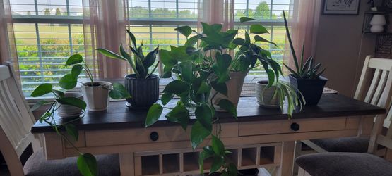 6 house plants!