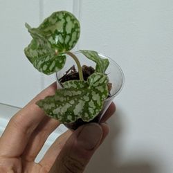 PENDING: Angel Wing Begonia Plant