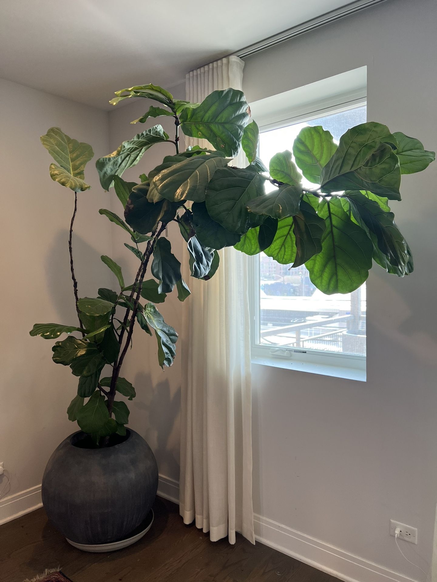 Live Fiddle Leaf Fig tree For Sale!