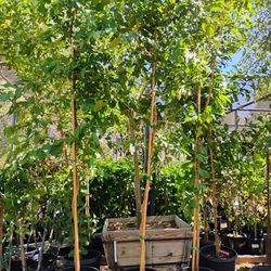 15 Gallon Guava Trees ( Big )