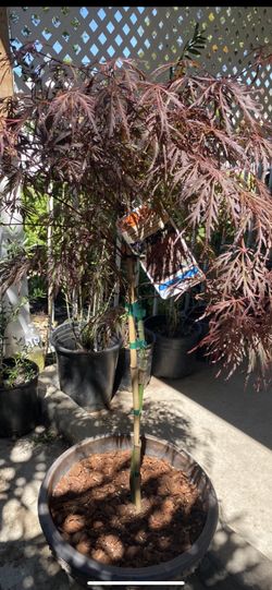 Read Japanese Maple Crimson Queen 38 Inch Tall In 5 Gallon Container $95 Firm