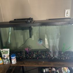 Fish Tank