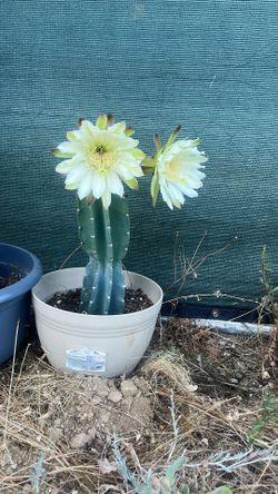 Cactus 🌵