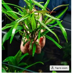 Plants