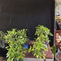 Tiger Bark Ficus Bonsai 