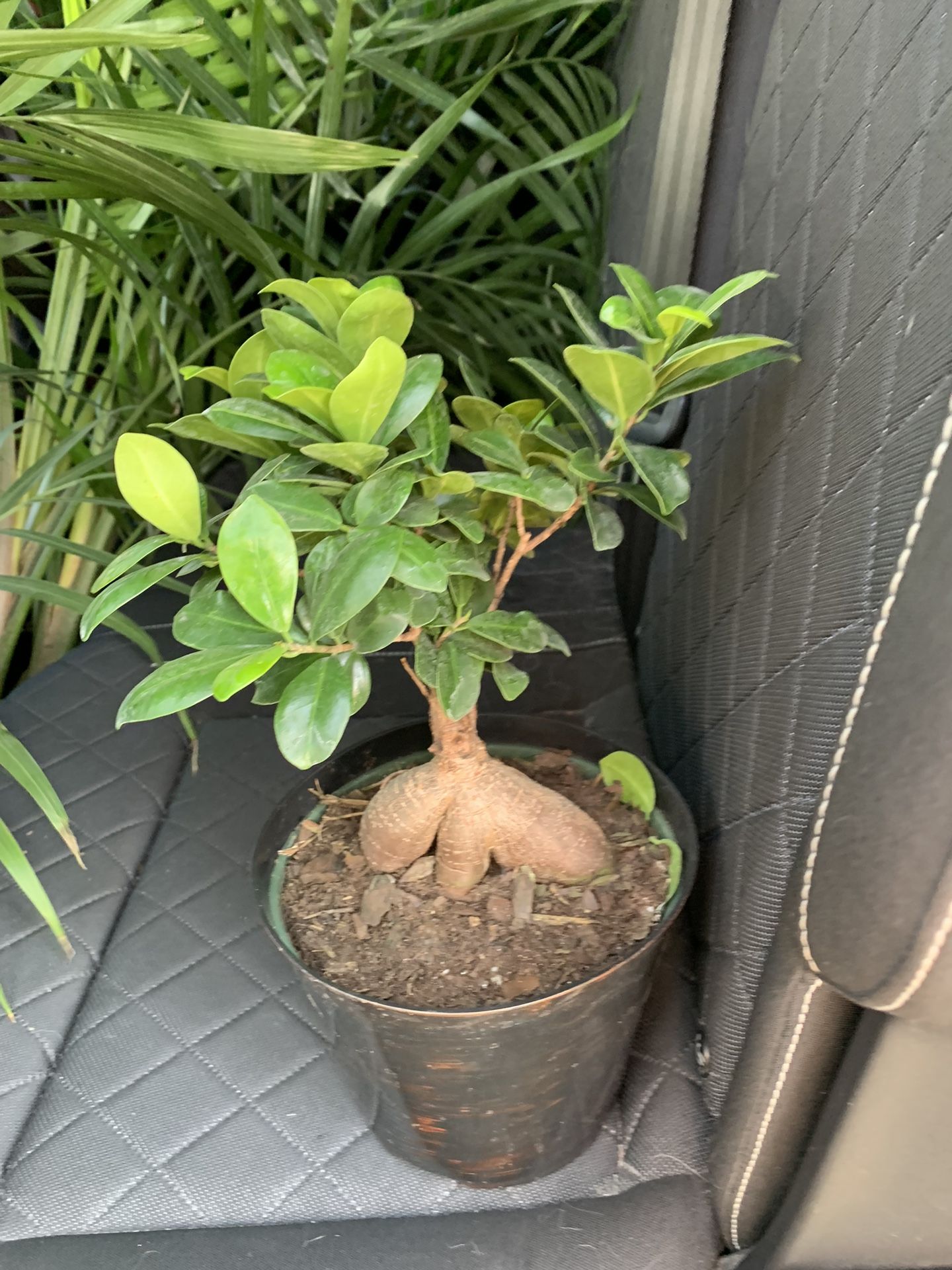 Gensing Ficus Bonsai Tree Plant!! ONLY $35!