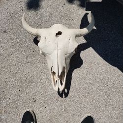 Bison Skull 
