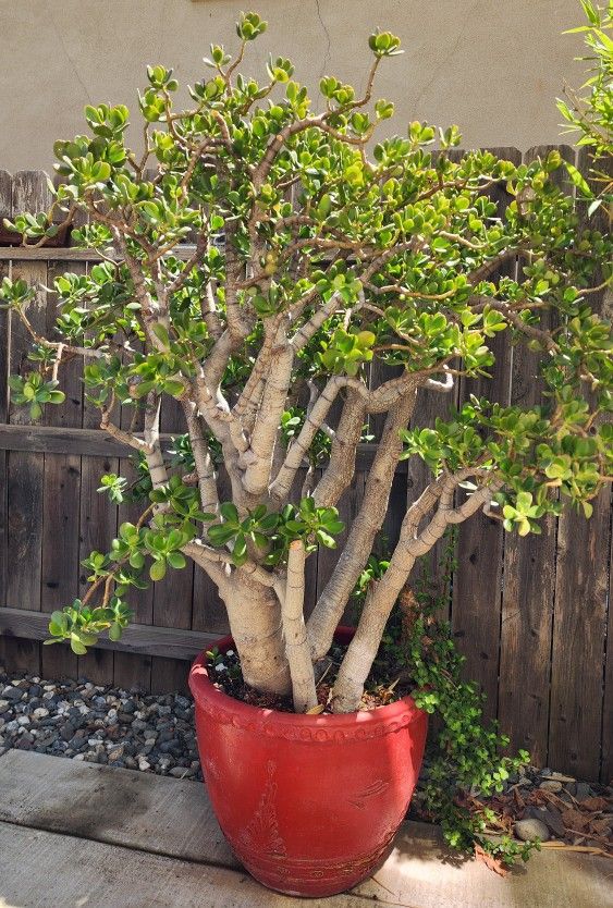 Jade Plant 5 Feet Tall Crassula Ovata Crosby (20 Gal. Pot) $260