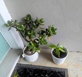 1 Succulent and 2 Bamboo Plants 