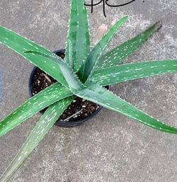 Aloe veras healthy trade for different plants or $5.00 each