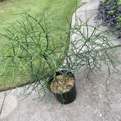 Huge Pencil Cactus 