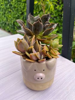 Succulents