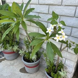 Hawaiian Plumerias Starting $30
