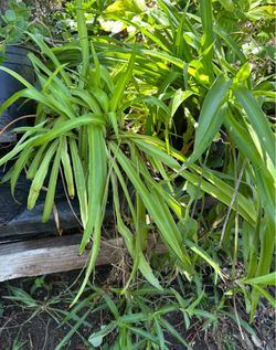 Spider Plant
