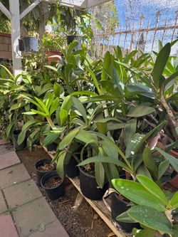 Orchids for Sale