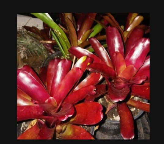 Red Bromeliads 