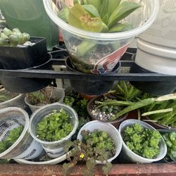 PLANT SALE 12/5- 12/8 Montebello Yard Sale Weekend plants Non Common