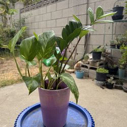 Snake Plant/Lucky Money 