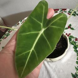 Alocasia - House Plant - Includes Pot