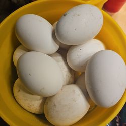 Geese Eggs Fertilized