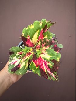 4” different coleus