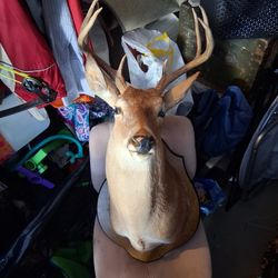 Nice Whitetail Deer Taxidermy Mount (Quick Sale)