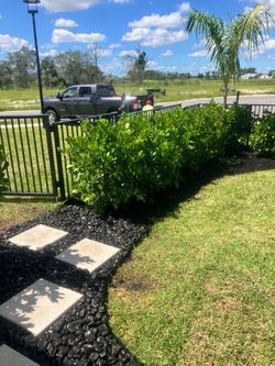 Clusias perfect for privacy all sizes available.