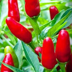 Thai Very Hot Red Pepper Seedling Plants Fully Rooted Free Black Eyed Susan Plant