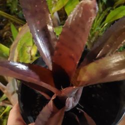 Neoregelia Red Tiger Bromeliad Tropical Plant