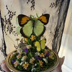 Mother’s Day gift Preserved Butterfly Glass Cloche