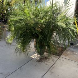 Phoenix Palm Tree 6 Feet Tall