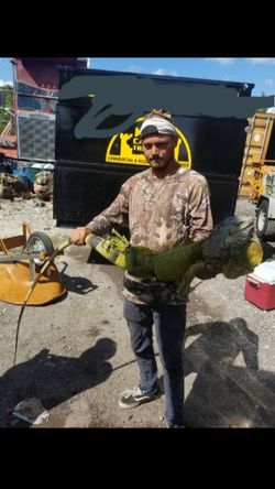 Iguana gone removal Any Location