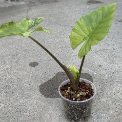 Alocasia Portora Variegated 