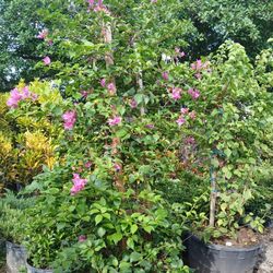 Bougainvellia trellis on sale now $250