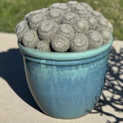 mammillaria cactus        Cactus aloe agave succulents 