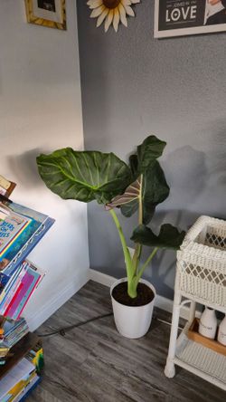 Alocasia Regal Shield (Elephant Ear)