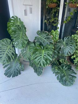 Monstera Plant (13 years old)