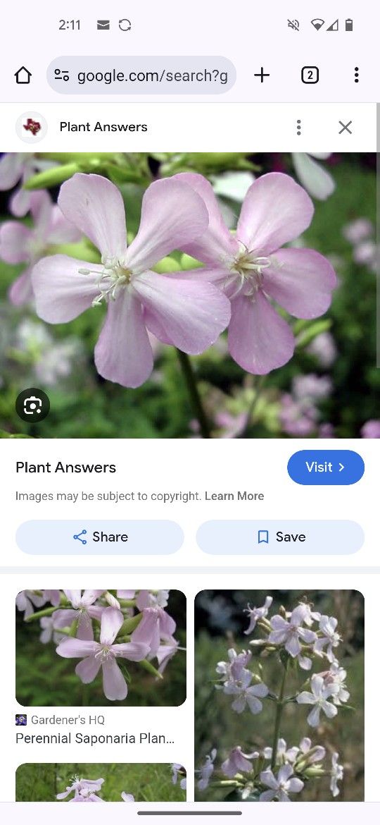 Bouncing Betty Pink Flowers Plant $5 Each 