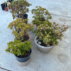 Jade Plants 