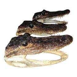 Oddity Bone Taxidermy Items At Antiques For YOU