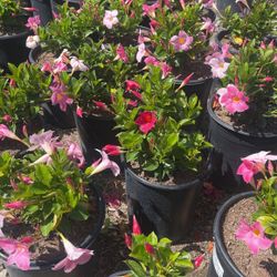 Dipladenia Bush 